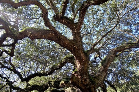 In Aspromonte vive una quercia tra le più antiche al mondo