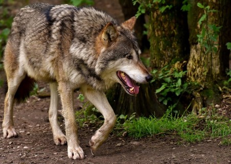 In Aspromonte un progetto per la difesa del lupo